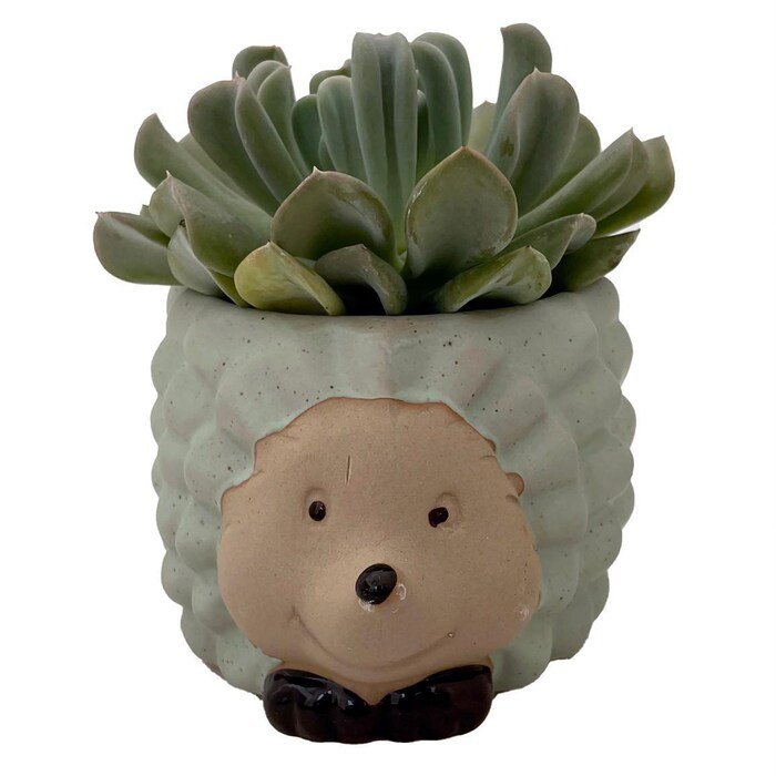 Hedgehog Forest Friend Ceramic Planter With Succulent Plant 3 inch Pot