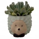 Hedgehog Forest Friend Ceramic Planter With Succulent Plant 3 inch Pot