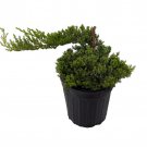 Japanese Juniper Bonsai Tree 6 inch Pot Juniperus Procumbens Nana