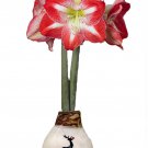 Rudolph Reindeer Minerva Waxed Jumbo Amaryllis Holiday Blooms