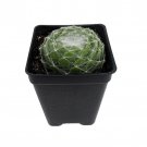 Cobweb Hens Chicks Houseplant Terrarium Fairy Garden 2.5 inch Pot