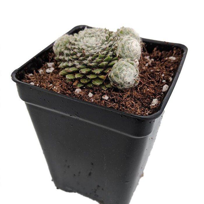 Laggers Mini Hens Chicks Sempervivum Very Hardy 2.5 inch Pot