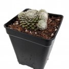 Laggers Mini Hens Chicks Sempervivum Very Hardy 2.5 inch Pot