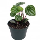 Watermelon Peperomia 4 inch Pot Collectors Series