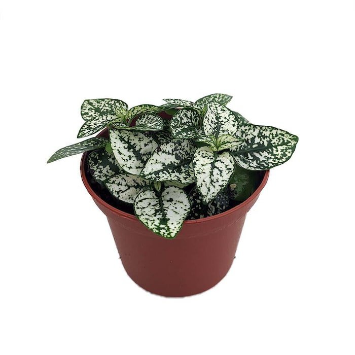 White Splash Polka Dot Plant Hypoestes 2.5 inch Pot Colorful House Plant