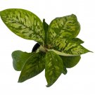 Camouflage Queen Of Hearts Plant Homalomena Wallisii 4 inch Pot