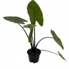 Dark Star Elephant Ears Plant Alocasia Huge Leaves 4 inch Pot