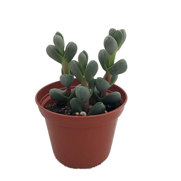 Alien Ice Plant Delosperma Lehmannii 2.5 inch Pot A Real Cool Succulent