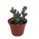 Alien Ice Plant Delosperma Lehmannii 2.5 inch Pot A Real Cool Succulent