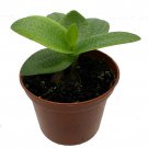 Green Squill Plant Ledebouria Pauciflora 2.5 inch Pot Easy Houseplant
