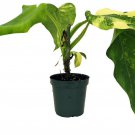 Domesticum Philodendron Collectors Series 4 inch Pot