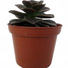 Burgundy Pearl Desert Rose Succulent Echeveria 2.5 inch Pot