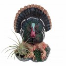 Gobbler Thanksgiving Tom Turkey Planter Plus Live Air Plant Tillandsia