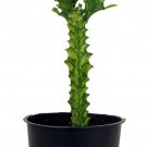 Euphorbia Trigona Variegated African Milk Tree 5 inch Pot