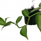 Variegated Vanilla Bean Orchid Plant 4 inch Pot Planifolia