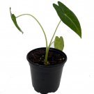 Green Velvet African Mask Plant Alocasia Frydek Houseplant 4 inch Pot