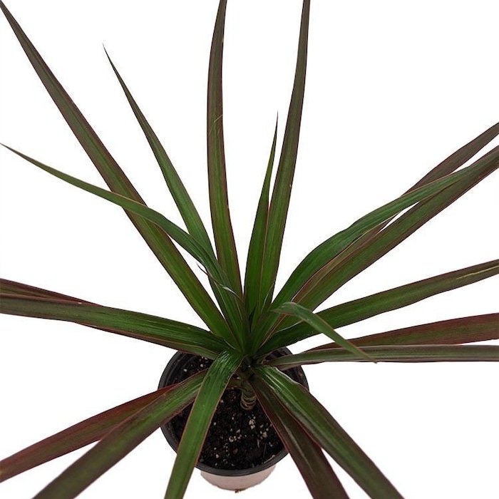 Magenta Madagascar Dragon Tree Dracaena Marginata 3.5 inch Pot