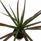 Magenta Madagascar Dragon Tree Dracaena Marginata 3.5 inch Pot