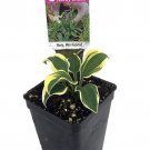 Worlds Smallest Hosta Fairy Garden Perennial Bedding Plant 2.5 inch Pot