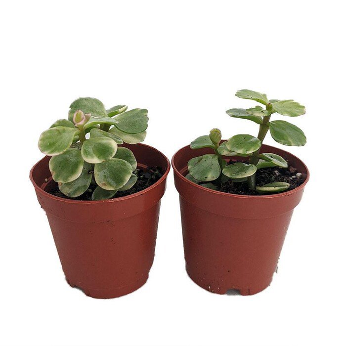 Spekboom Miracle Plant Variegated Mini Jade Portulacaria Afra 2 Pack 2 inch Pots
