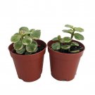 Spekboom Miracle Plant Variegated Mini Jade Portulacaria Afra 2 Pack 2 inch Pots