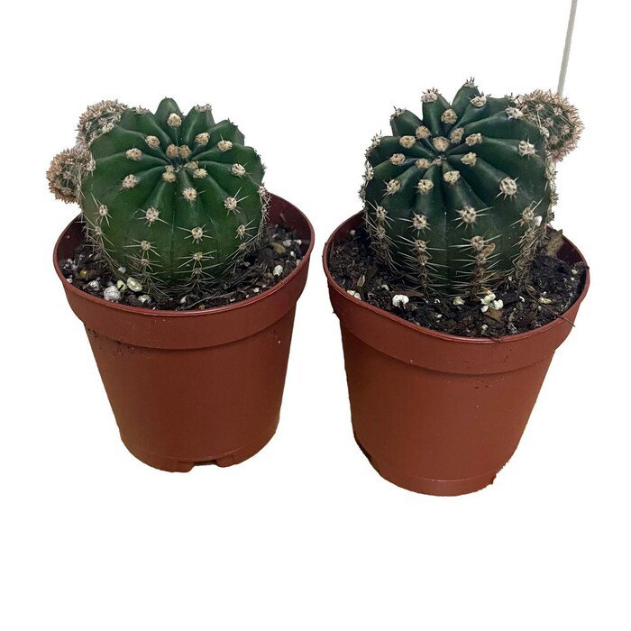 Easter Lily Cactus Echinopsis Oxygona 2 Pack In 2 inch Pots