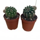 Easter Lily Cactus Echinopsis Oxygona 2 Pack In 2 inch Pots