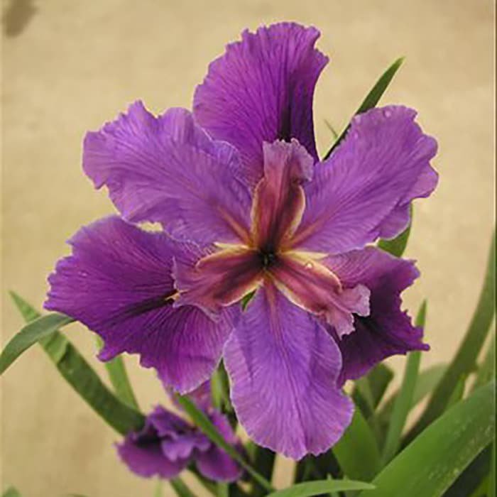 Fallen Heroes Series Kevin Matthews Hardy Louisiana Iris Plant 2.5 inch Pot