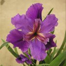 Fallen Heroes Series Kevin Matthews Hardy Louisiana Iris Plant 2.5 inch Pot