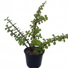 Green Grand Jade Plant Portulacaria Grandiflora 4 inch Pot