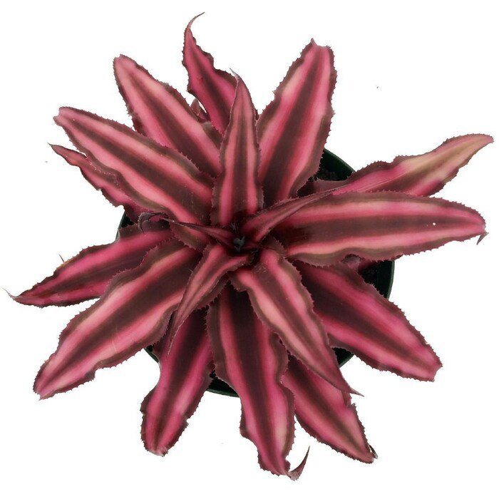 Fire Mystic Earth Star Plant Cryptanthus Easy 4 inch Pot