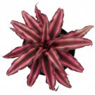 Fire Mystic Earth Star Plant Cryptanthus Easy 4 inch Pot