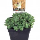 Frosted Blue Sedum Loves The Sun 2.5 inch Pot Fairy Garden Plant Or Outdoors