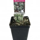 White Thimbles Cactus Cereus Houseplant Terrarium Fairy Garden 2.5 inch Pot