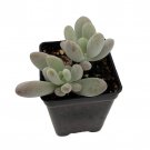 Blue Moonstone Succulent Plant Pachyveria 2.5 inch Pot