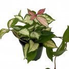 Tricolor Wax Plant Hoya Tricolor Great House Plant Exotic Flower 4 inch Pot