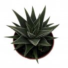 Haworthia Herbacea Succulent House Plant 2.5 inch Pot