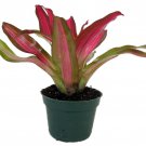 Neoregelia Tricolor Perfecta Bromeliad Vase Plant 4 inch Pot