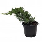 Japanese Juniper Bonsai Tree 4 inch Pot Juniperus Procumbens Nana