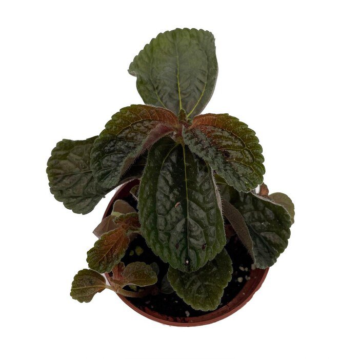 Chocolate Pilea Plant Dark Mysterious Foliage 2.5 inch Pot