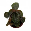 Chocolate Pilea Plant Dark Mysterious Foliage 2.5 inch Pot