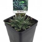 Worlds Smallest Aloe Plant Fairygarden Houseplant 2.5 inch Pot