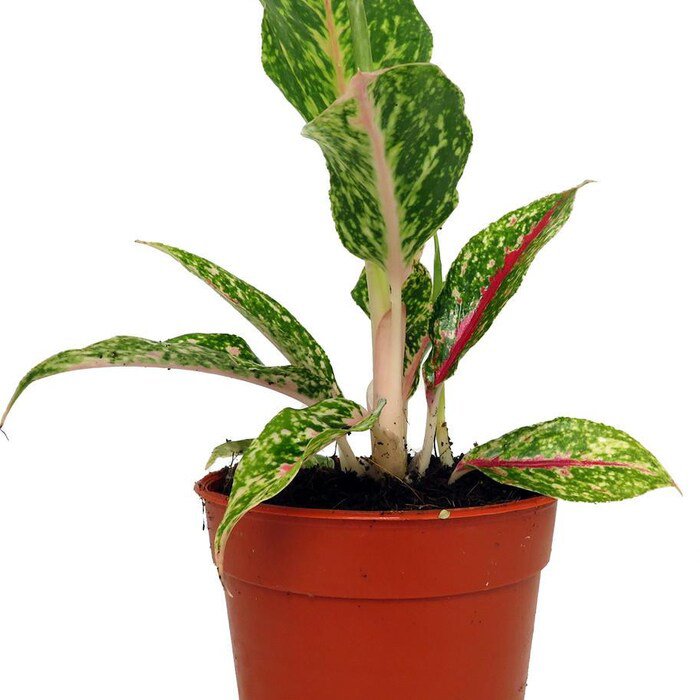Night Sparkle Chinese Evergreen Plant Aglaonema 4 inch Pot Collectors Series