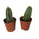 Blue Column Cactus Pilocereus Pachicladus 2 Pack In 2 inch Pots
