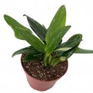 Rare Cobra Philodendron House Plant 6 inch Pot
