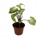Batik Arrowhead Plant Syngonium Nepthytis 2.5 inch Pot