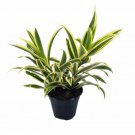 Song Of India Dragon Tree Pleomele Dracaena 4 inch Pot