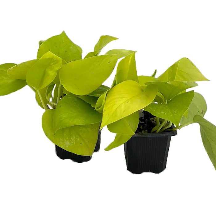 Neon Devils Ivy Pothos 2 Plants In 2.5 inch Pots