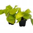 Neon Devils Ivy Pothos 2 Plants In 2.5 inch Pots