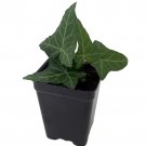 Thorndale English Ivy Groundcover 2.5 inch Pot Live Plant